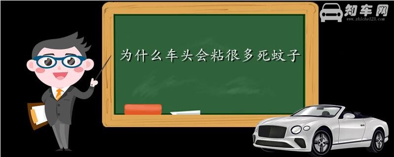 为什么车头会粘很多死蚊子